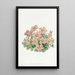 Oxalis de Piotta - Sydenham Edwards — gerahmtes Bild an der Wand