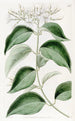 Jasmin à feuilles pointues - Sydenham Edwards — Ansicht des Kunstwerks