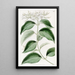 Jasmin à feuilles pointues - Sydenham Edwards — gerahmtes Bild an der Wand