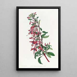 Sydenham Edwards - Port Famine Fuchsia.webp