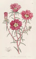 Portulaca splendide - Sydenham Edwards — Ansicht des Kunstwerks