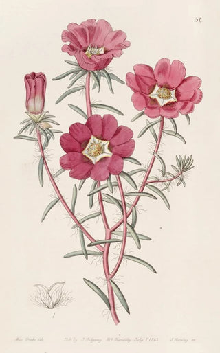 Sydenham Edwards - Portulaca splendens.webp