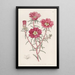Portulaca splendide - Sydenham Edwards — gerahmtes Bild an der Wand