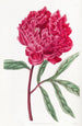 Chinesische Pfingstrose von Potts - Sydenham Edwards — Ansicht des Kunstwerks