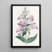 Pentstemon joli - Sydenham Edwards — gerahmtes Bild an der Wand