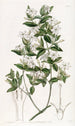 Jasmin à feuilles de troène - Sydenham Edwards — Ansicht des Kunstwerks