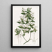Jasmin à feuilles de troène - Sydenham Edwards — gerahmtes Bild an der Wand