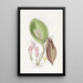 Pleurothallis prolifère - Sydenham Edwards — gerahmtes Bild an der Wand