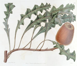 Sydenham Edwards - Prostrate Banksia.webp