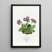 Aurikele purpurrot - Sydenham Edwards — gerahmtes Bild an der Wand