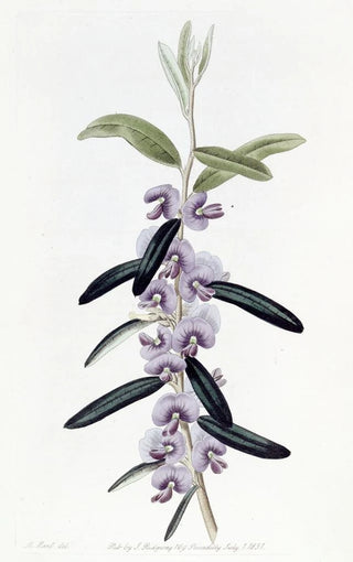 Sydenham Edwards - Purple Hovea.webp