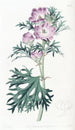 Mauve pourpre - Sydenham Edwards — Ansicht des Kunstwerks