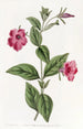 Pétunia pourpre - Sydenham Edwards — Ansicht des Kunstwerks