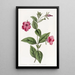 Pétunia pourpre - Sydenham Edwards — gerahmtes Bild an der Wand