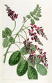 Indigo-Blumen mit lila Blumen - Sydenham Edwards — Ansicht des Kunstwerks