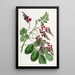 Indigo-Blumen mit lila Blumen - Sydenham Edwards — gerahmtes Bild an der Wand