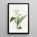 Maxillaria à fleurs en grappe - Sydenham Edwards — gerahmtes Bild an der Wand