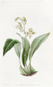 Maxillaria à fleurs en grappe - Sydenham Edwards — Ansicht des Kunstwerks