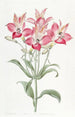 Alstromeria mit roten Flecken - Sydenham Edwards — Ansicht des Kunstwerks