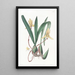 Cymbidium à bord rouge - Sydenham Edwards — gerahmtes Bild an der Wand