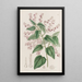 Corethrostylis aux bras roses - Sydenham Edwards — gerahmtes Bild an der Wand