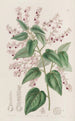 Corethrostylis aux bras roses - Sydenham Edwards — Ansicht des Kunstwerks