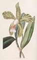 Cattleya à lèvres rugueuses - Sydenham Edwards — Ansicht des Kunstwerks