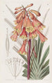 Blandfordia mit rauer Oberfläche - Sydenham Edwards — Ansicht des Kunstwerks