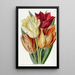 Tulpe mit rauer Stiel - Sydenham Edwards — gerahmtes Bild an der Wand
