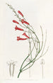 Russelia jonciforme - Sydenham Edwards — Ansicht des Kunstwerks