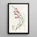 Russelia jonciforme - Sydenham Edwards — gerahmtes Bild an der Wand