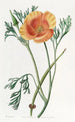 Eschscholtzia Farbe Safran - Sydenham Edwards — Ansicht des Kunstwerks