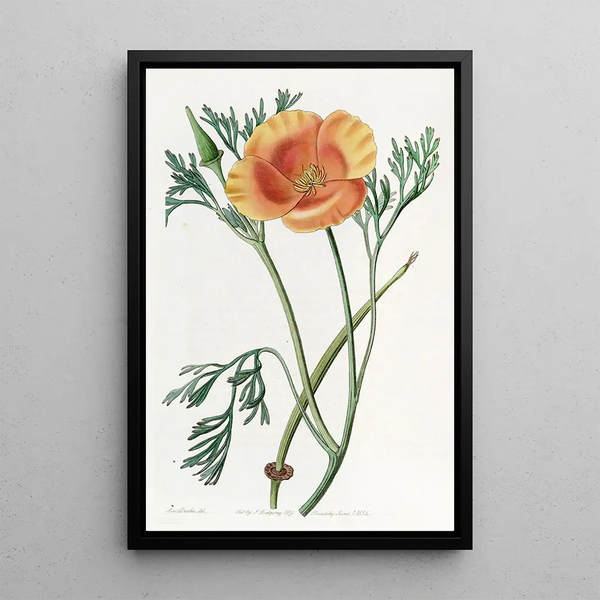 Sydenham Edwards - Saffroncoloured Eschscholtzia.webp