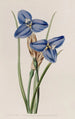 Patersonia Saphir - Sydenham Edwards — Ansicht des Kunstwerks
