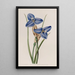 Patersonia Saphir - Sydenham Edwards — gerahmtes Bild an der Wand