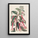 Fuchsia mit gezackten Blättern - Sydenham Edwards — gerahmtes Bild an der Wand