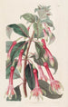 Fuchsia mit gezackten Blättern - Sydenham Edwards — Ansicht des Kunstwerks