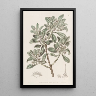 Sydenham Edwards - Sawleaved Myoporum.webp