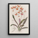 Comparettia écarlate - Sydenham Edwards — gerahmtes Bild an der Wand