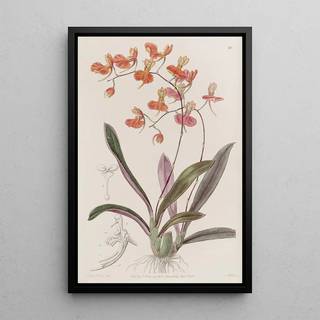 Sydenham Edwards - Scarlet Comparettia.webp