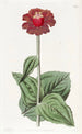 Zinnia écarlate - Sydenham Edwards — Ansicht des Kunstwerks