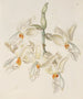 Stanhopea inodore - Sydenham Edwards — Ansicht des Kunstwerks