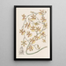 Oncidium verbrannt - Sydenham Edwards — gerahmtes Bild an der Wand