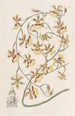Oncidium verbrannt - Sydenham Edwards — Ansicht des Kunstwerks