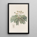 Oxalis sensibles - Sydenham Edwards — gerahmtes Bild an der Wand