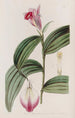 Sobralia à fleurs sessiles - Sydenham Edwards — Ansicht des Kunstwerks
