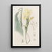Calathea hirsute - Sydenham Edwards — gerahmtes Bild an der Wand