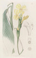 Calathea hirsute - Sydenham Edwards — Ansicht des Kunstwerks