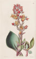 Echeveria mit spitzen Blättern - Sydenham Edwards — Ansicht des Kunstwerks