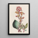 Echeveria mit spitzen Blättern - Sydenham Edwards — gerahmtes Bild an der Wand